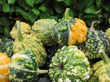 green yellow and orange knobbly pumpkins gourds