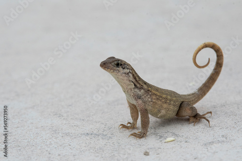 Northern Curlytail Lizard photo
