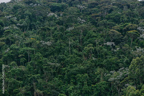 forest in the mountains