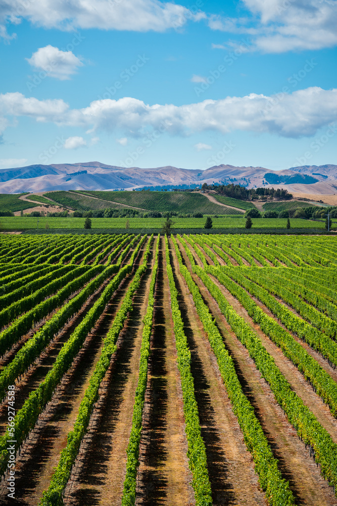 Weinanbau mit Hügeln, blauem Himmel und Wolken. Symmetrie der grünen Weinstöcke.
