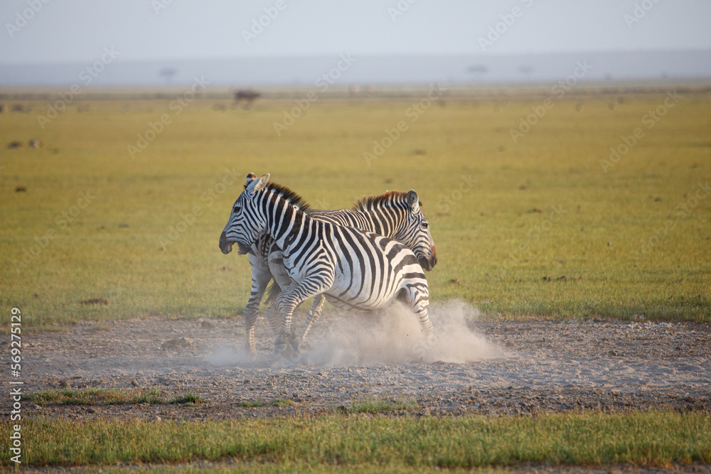 Naklejka premium fighting zebras