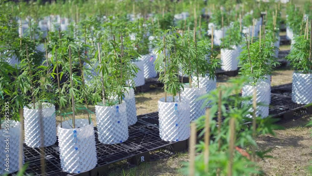 Outdoor marijuana field, hemp or cannabis plant flower leaves farm lab. Organic product in laboratory in technology medical, healthcare, research concept. Natural food. Ganja narcotic weed Outdoor marijuana field, hemp or cannabis plant flower leaves farm lab. Organic product in laboratory in technology medical, healthcare, research concept. Natural food. Ganja narcotic weed