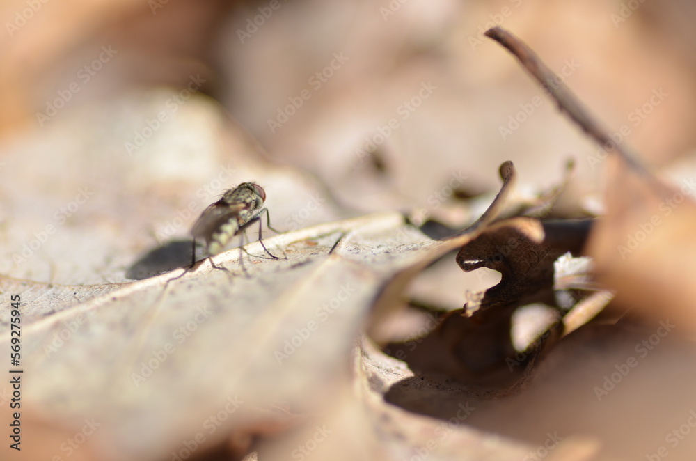 Obraz premium Fliege