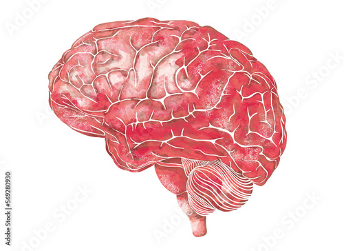 Structure of the human brain. Side Lateral view. Medical watercolor anatomy illustration. Hand drawn elegant anatomical brain art.