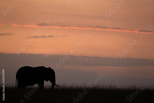 Silhouette of African elephant during beautiful sunset hue, Masai Mara, Kenya