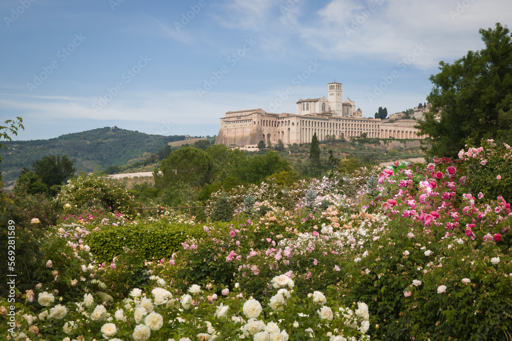 View of the famous Basilica of Saint Francis in Assisi with fresh roses in the background during spring day of may, Umbria, Italy