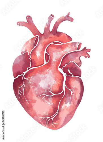 Hand-drawn watercolor anatomical heart in soft pink and green tones.