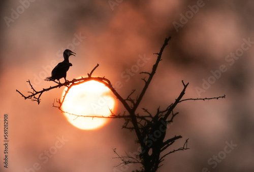 little cormorant during sunset at Keoladeo Ghana National Park, Bharatpur, India