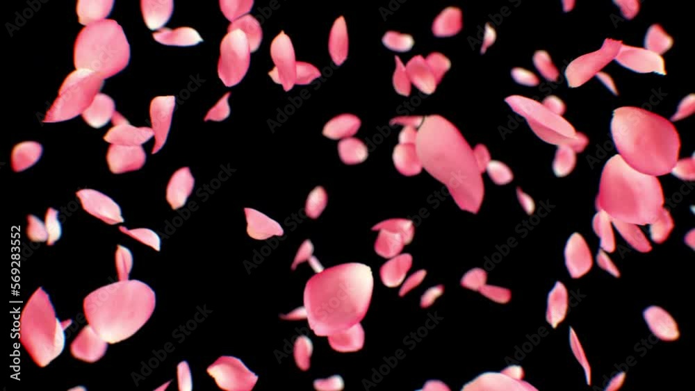 Pink Petals Explosion Close-up. One Petal Falling Down and Exploding Into Many Petals Slow Motion. Beautiful 3d Animation of Rose Spring Blooming. Nature and Romantic Concept 4k Ultra HD 3840x2160 Pink Petals Explosion Close-up. One Petal Falling Down and Exploding Into Many Petals Slow Motion. Beautiful 3d Animation of Rose Spring Blooming. Nature and Romantic Concept 4k Ultra HD 3840x2160