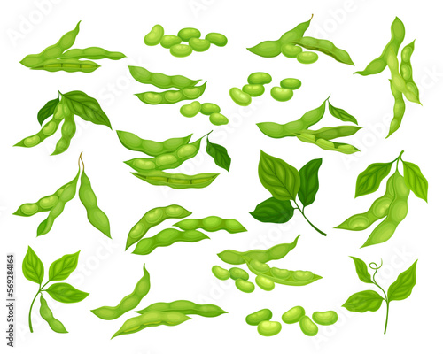 Soya Plant with Bean in Green Pod with Leaf Big Vector Set