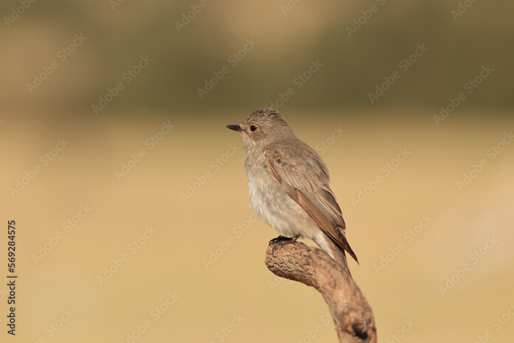 standing on a branch Muscicapa striata standing on a branch Muscicapa striata