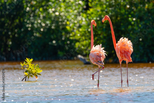 pink flamingo on the water