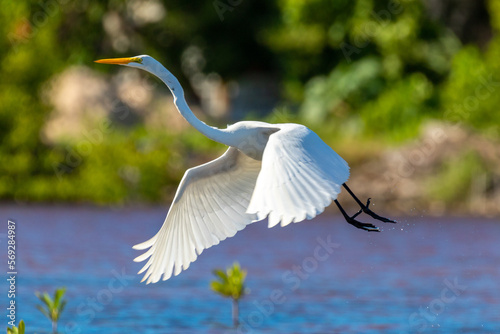 great white heron