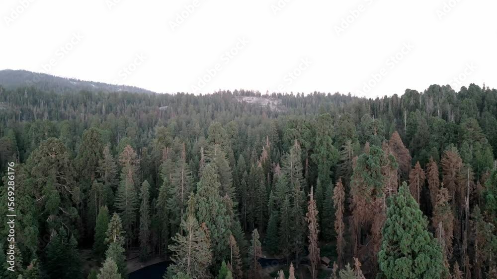 Aerial drone view of the giant forest in Sequoia National Park, California Aerial drone view of the giant forest in Sequoia National Park, California
