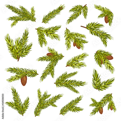 Spruce Twigs and Green Needle Branch of Coniferous Tree Big Vector Set