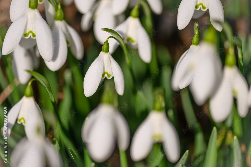 Obraz premium spring snowdrop flowers
