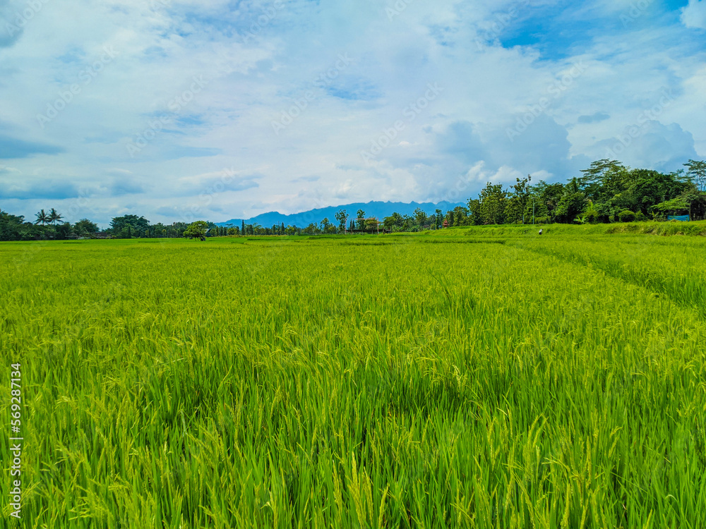 Fototapeta premium Panoramic view of green rice fields and beautiful blue sky in Indonesia.
