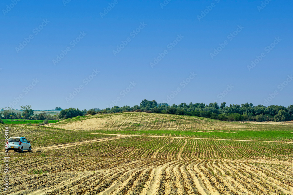 Agriculture in farm in the desert