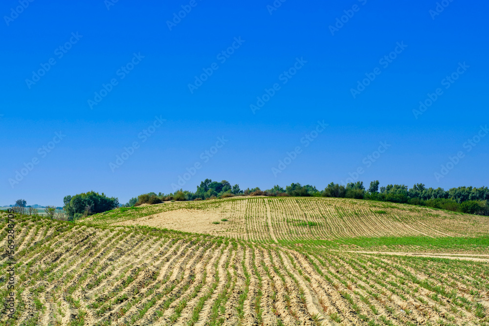 Agriculture field and blue sky in the desert