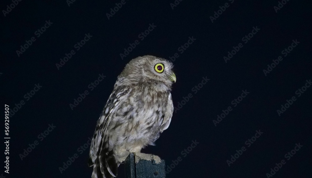 Fototapeta premium horned owl, mochuelo en la noche