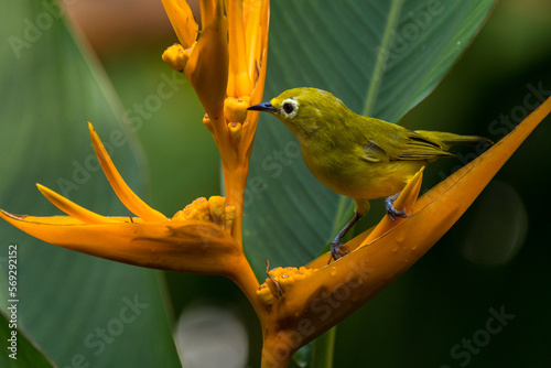 The Indian white-eye (Zosterops palpebrosus), formerly the Oriental white-eye photo