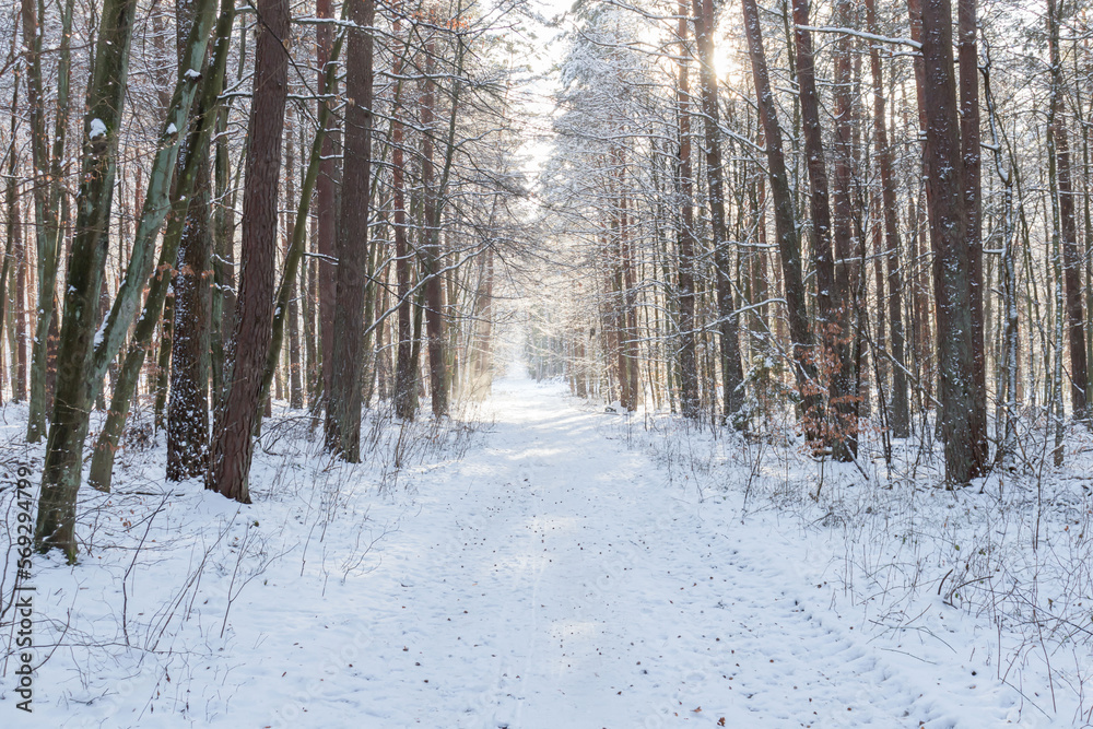Frosty day in the winter forest. There is snow and sun all around
Frosty day in the winter forest. There is snow and sun all around