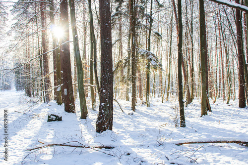  Frosty day in the winter forest. There is snow and sun all around