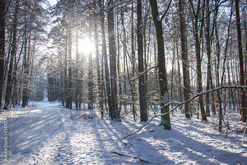  Frosty day in the winter forest. There is snow and sun all around
