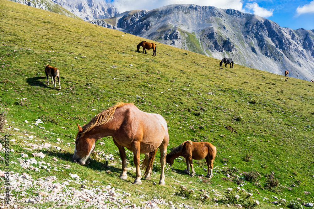 Wild horses grazing in scenic mountain landscape. Gran Sasso National Park, Abruzzo, Italy.