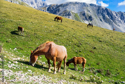 Wild horses grazing in scenic mountain landscape. Gran Sasso National Park  Abruzzo  Italy.