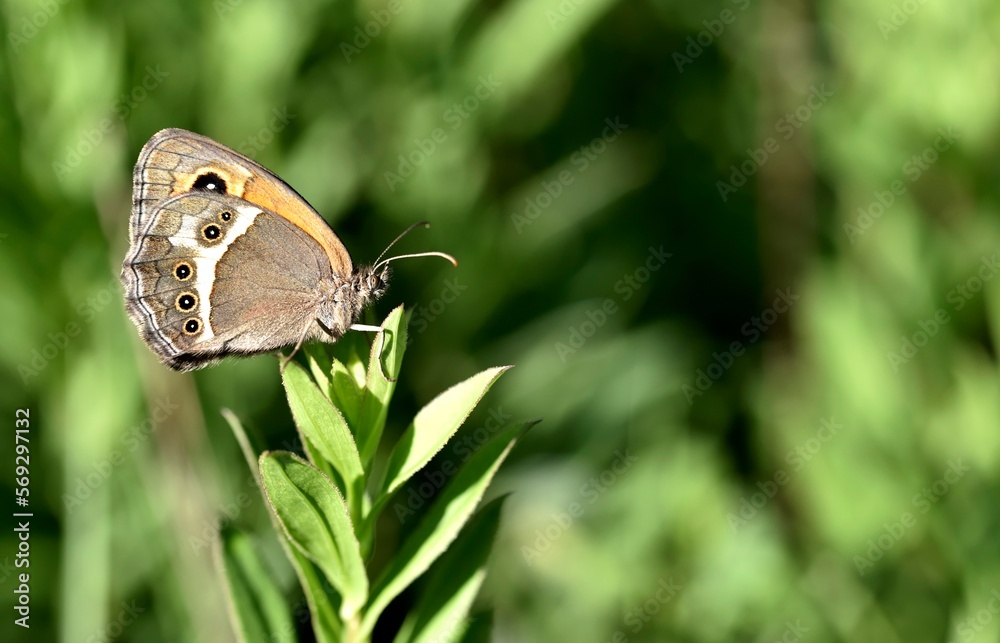 Fototapeta premium Pyronia bathseba, spanish gatekeeper butterfly close-up