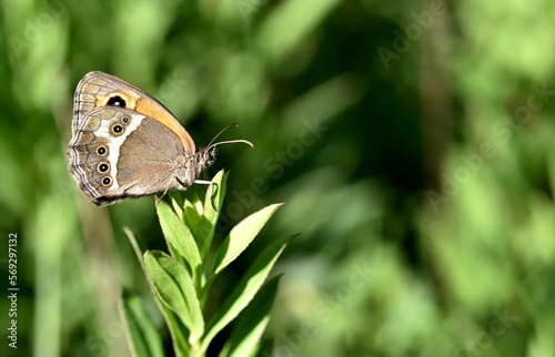 Pyronia bathseba, spanish gatekeeper butterfly close-up