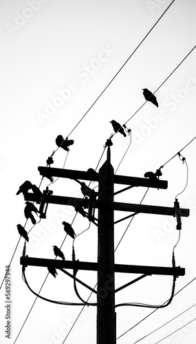 A black murder of crows sit upon power pole wires silhouetted upon a white background