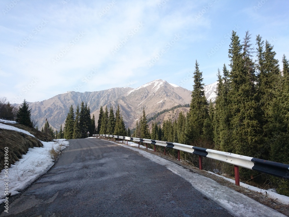 Fototapeta premium road along the fir trees that leads to the mountains