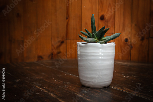 succulent plant in a pot