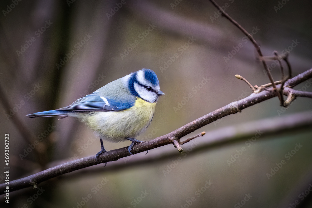 Blaumeise auf einem Ast