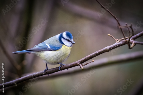 Blaumeise auf einem Ast