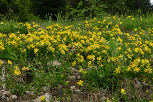 Alpen-Wundklee, Anthyllis vulneraria, ssp. alpestris üppig blühend in Bergwiese 