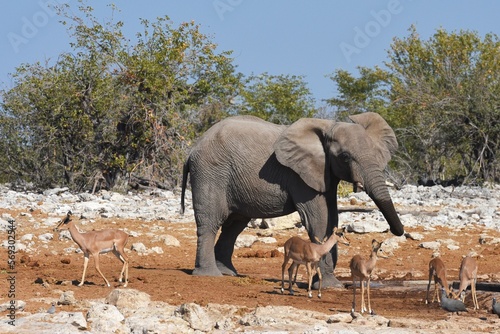 Afrikanischer Elefant  loxodonta africana  am Wasserloch Kalkheuwel im Etoscha Nationalpark in Namibia. 