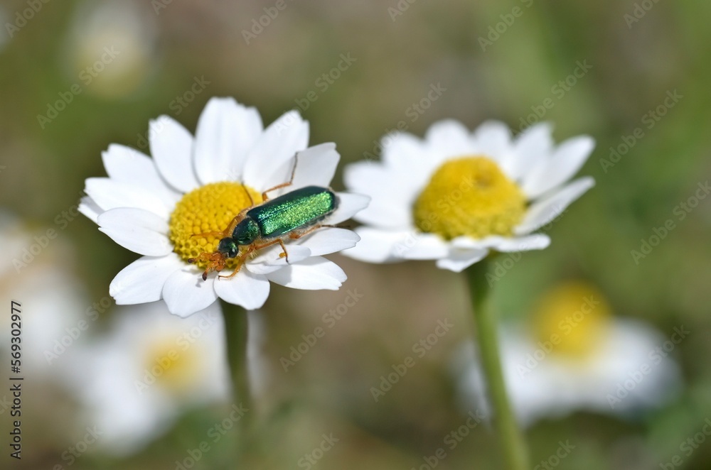 Cerocoma schaefferi insect on daisy flower Cerocoma schaefferi insect on daisy flower