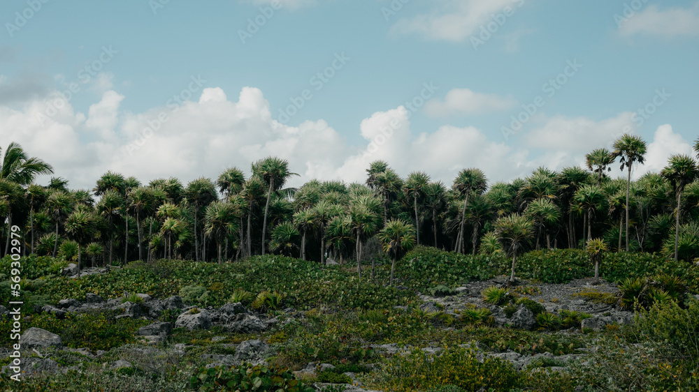 Fototapeta premium Paamul - Tulum