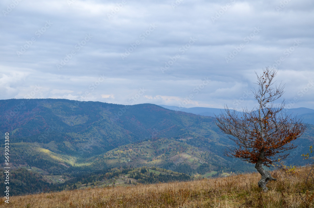 Beautiful view of mountain ridge and valley covered colorful autumn forest. Beauty of nature, tourism, traveling and environment preservation concept. Carpathians, Ukraine Beautiful view of mountain ridge and valley covered colorful autumn forest. Beauty of nature, tourism, traveling and environment preservation concept. Carpathians, Ukraine