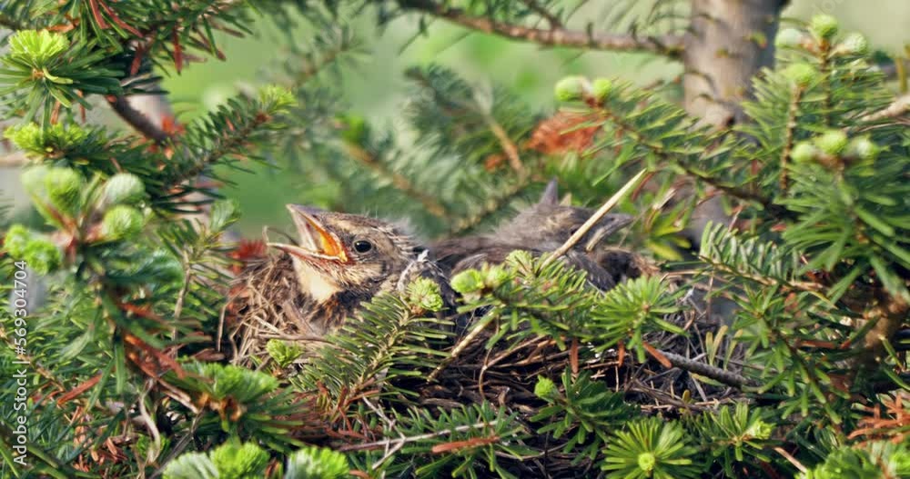 Young jays opened their beaks wide awaiting food. The chickens sit in the nest. Mom feeds the chicks. A family of birds Young jays opened their beaks wide awaiting food. The chickens sit in the nest. Mom feeds the chicks. A family of birds