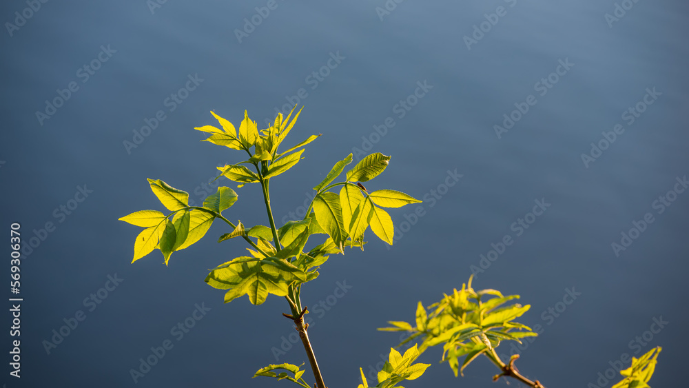 Maple branch with green foliage on a dark background. Maple branch with green foliage on a dark background.