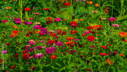 Orange flowers on a background of green plants.
