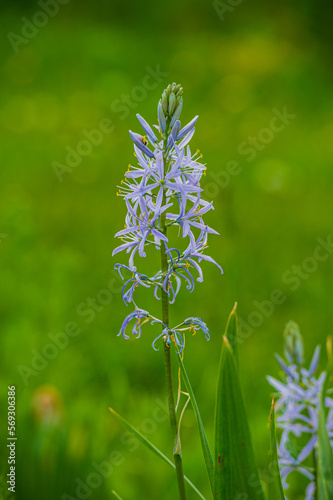 Blue camassia flowers and green grass. photo