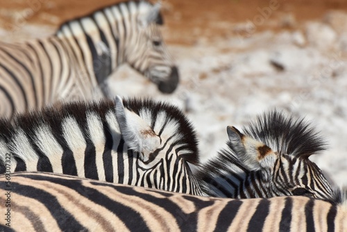 Zebrafohlen am Wasserloch Kalkheuwel im Etoscha Nationalpark in Namibai.  photo