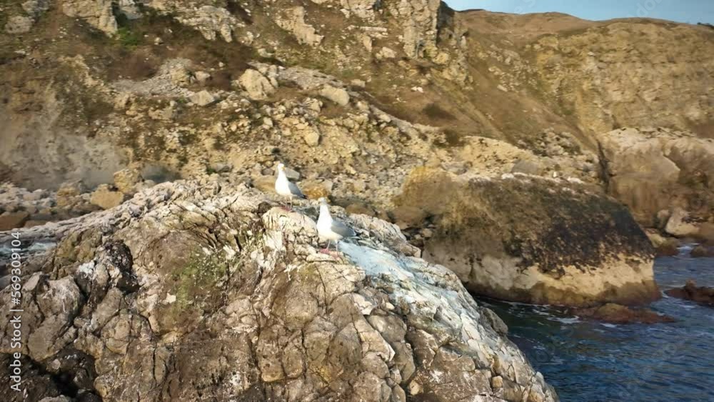Gulls on a rock. South of England. Cinematic drone flight Gulls on a rock. South of England. Cinematic drone flight