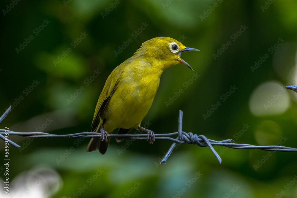 The Indian white-eye (Zosterops palpebrosus), formerly the Oriental white-eye