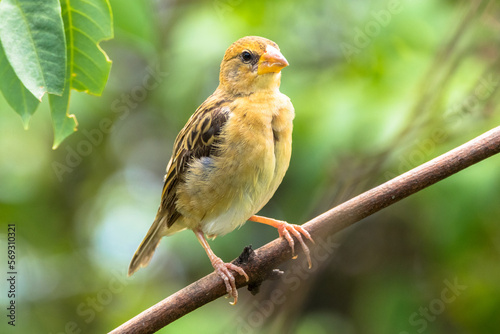 The streaked weaver (Ploceus manyar)